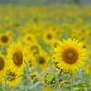 夏のSUNS