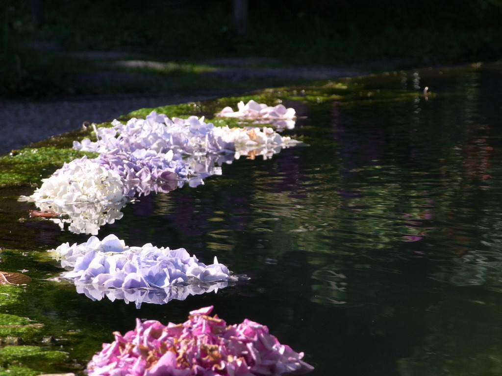 紫陽花四態　揺
