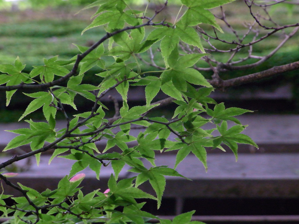 苔生す屋根と