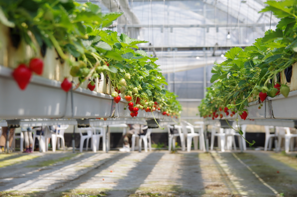 StrawberryFieldsForever