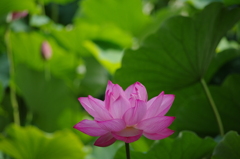 清浄の華