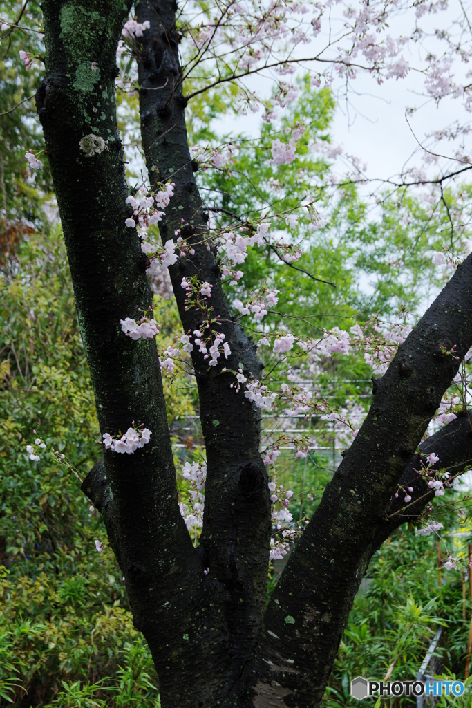 幹乃桜