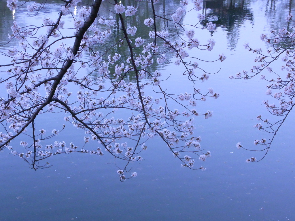 蒼刻