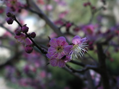 梅花再び