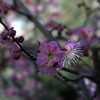 梅花再び