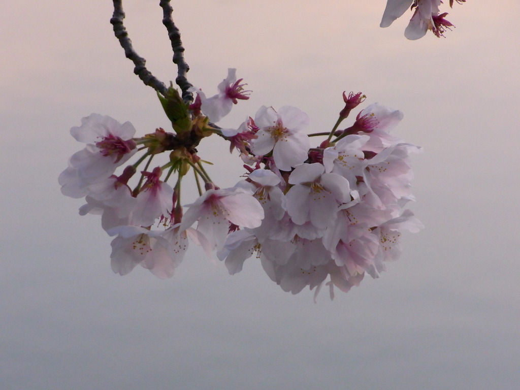 残桜