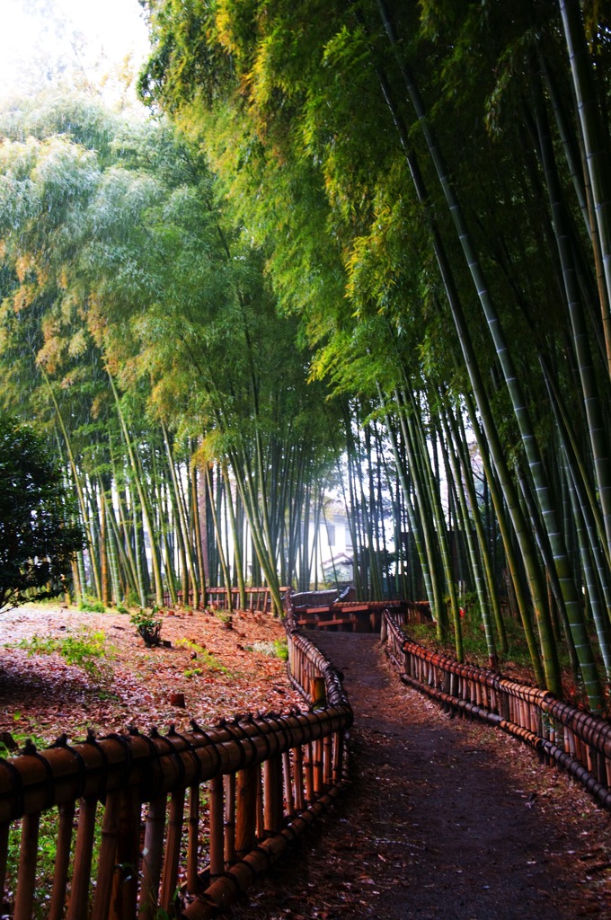 竹林