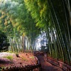 竹林