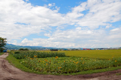 夏空