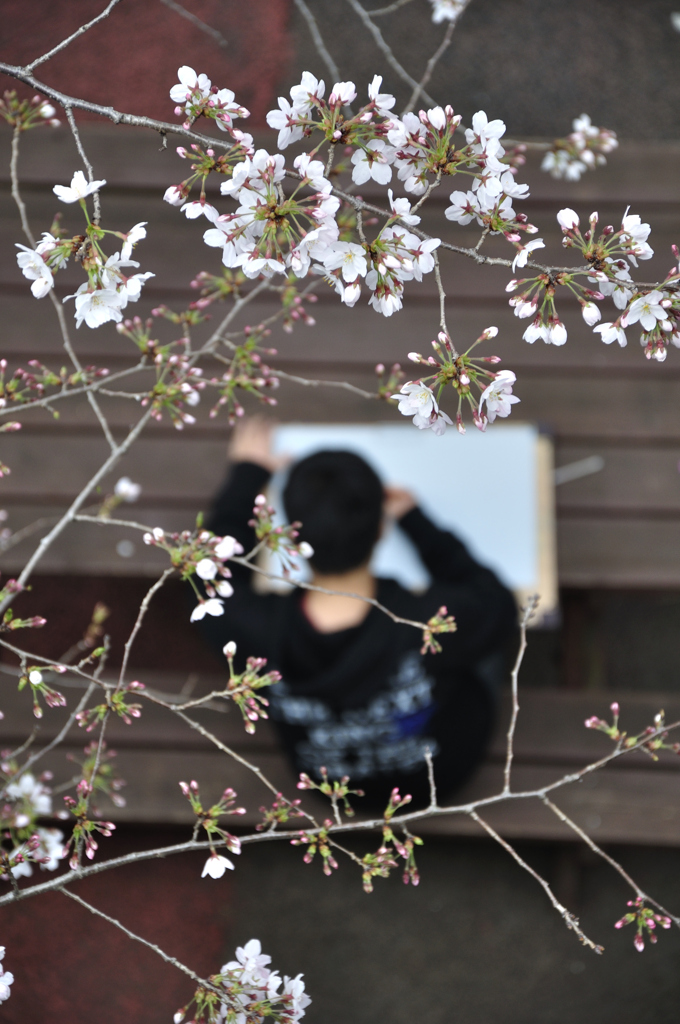 桜写生