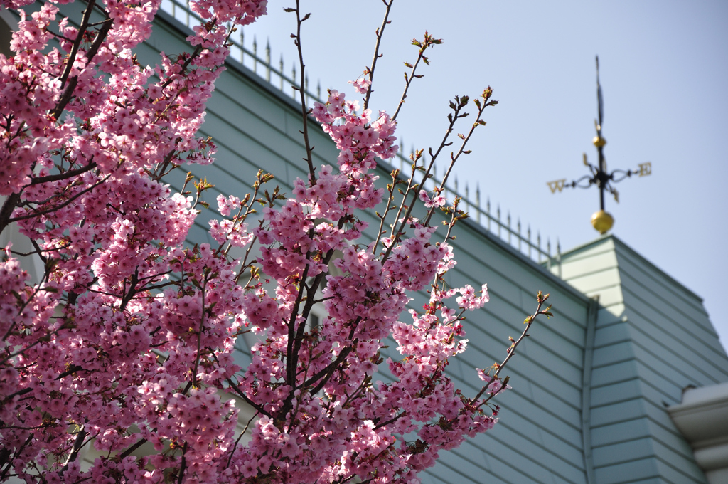 洋館前の花