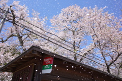 桜吹雪のバス停