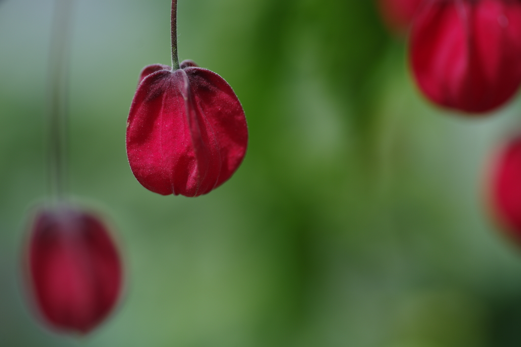 紅の涼感