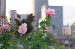 IMGP0792