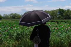 夏色の散歩