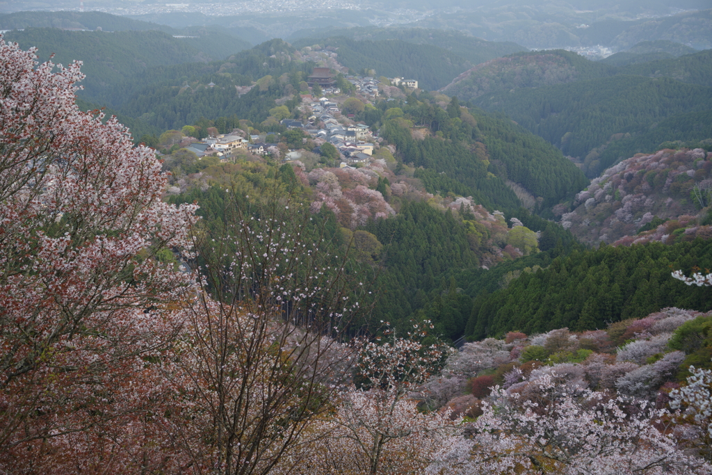吉野山の朝