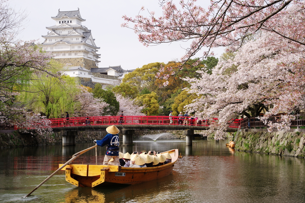 姫路城の桜