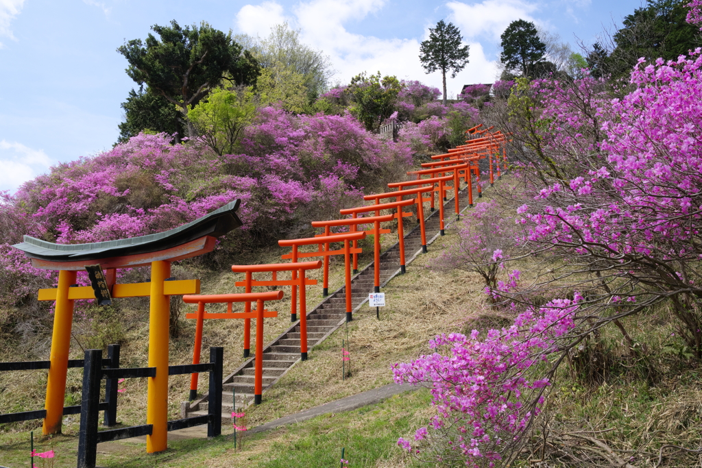 今年気になってた花
