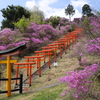 今年気になってた花