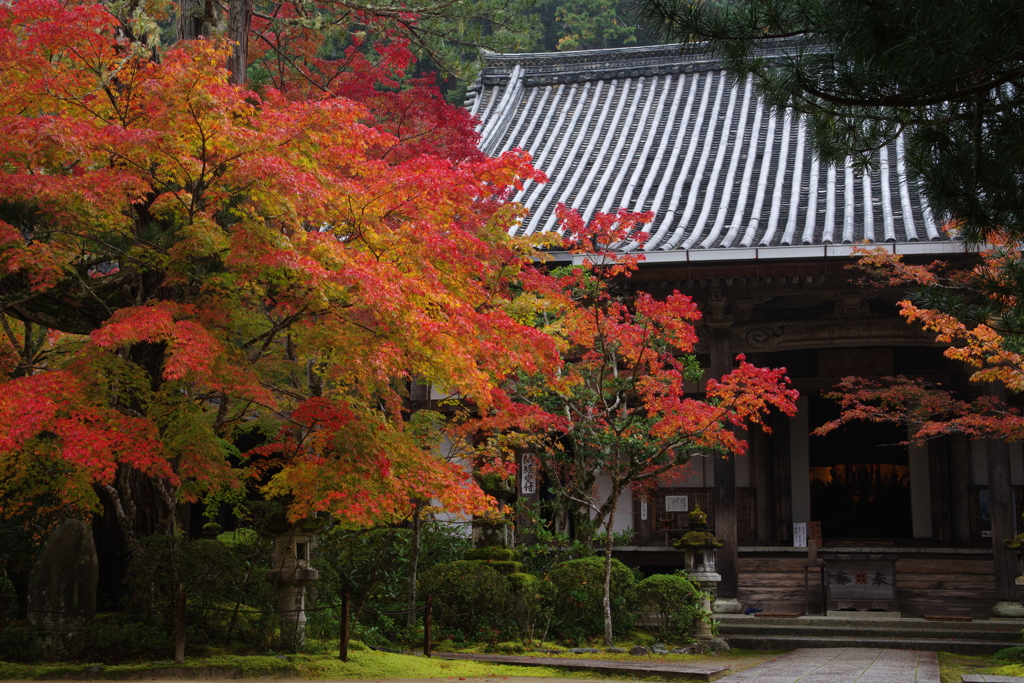 京都紅葉便りⅣ