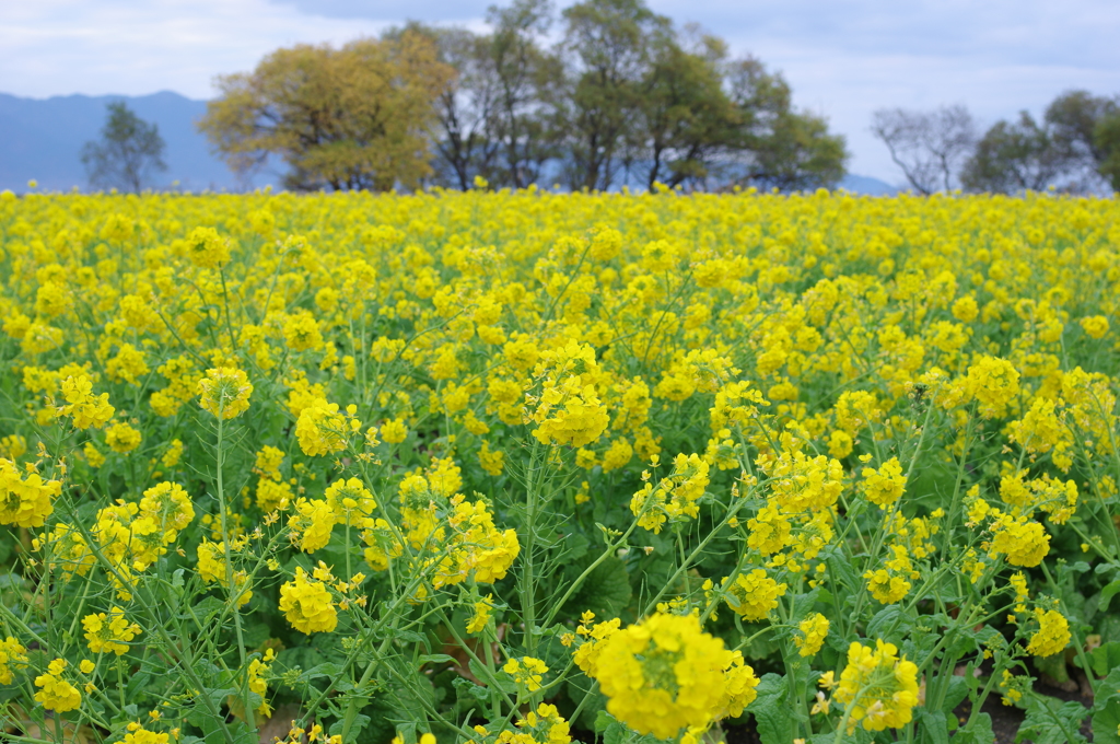 菜の花、師走に咲く