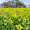 菜の花、師走に咲く