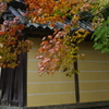 雨と紅葉　Ⅱ