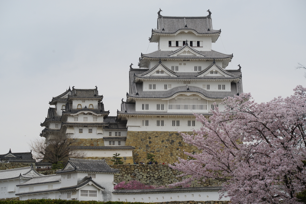 白鷺城と桜