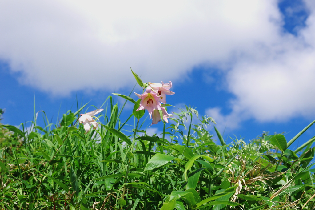 夏空に向かって咲く　/　7月の白山