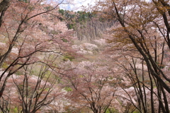 屏風岩と桜 Ⅲ