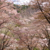 屏風岩と桜 Ⅲ