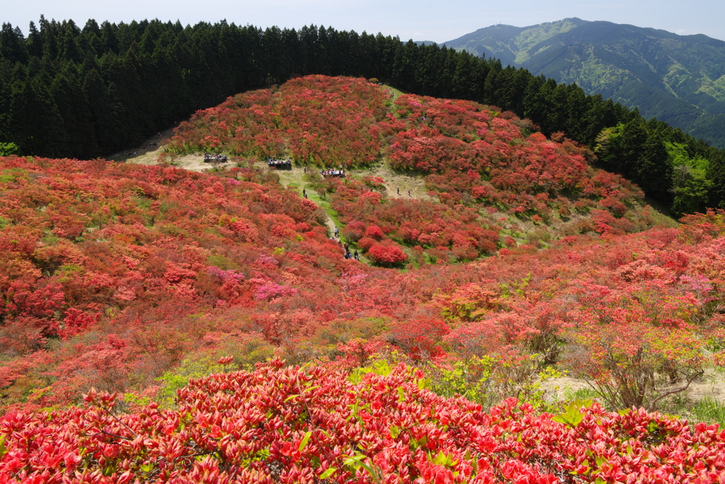 ツツジ登山