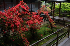 雨とつつじ