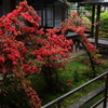雨とつつじ