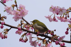 さくら、さくら　