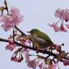 さくら、さくら　