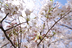 桜シャワー