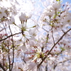 桜シャワー