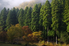 針畑郷の朝