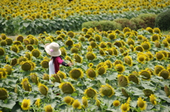 真夏の花