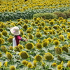 真夏の花