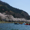 海津大崎　お花見カヌー2013　②