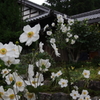 白い秋の花