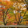 61カーブの紅葉