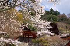 桜と十三重塔