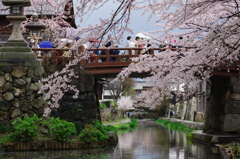 八幡堀の桜風景⑤