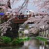 八幡堀の桜風景⑤