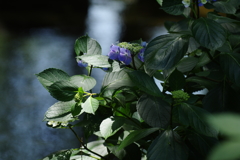 水辺の紫陽花