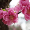 桃の花