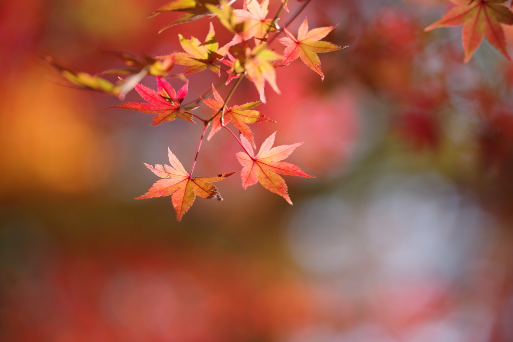 今年の紅葉